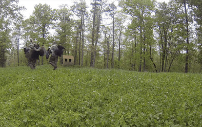 Four Ways you can Improve your Turkey Hunting Footage