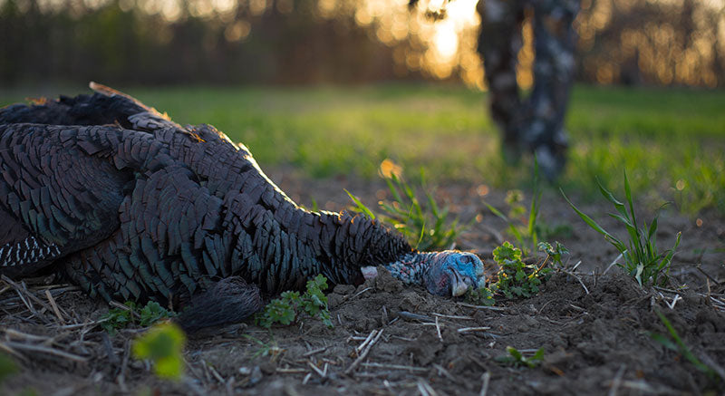 Common Turkey Hunting Mistakes That you Must Avoid